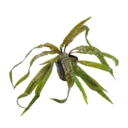 Cryptocoryne crispatula var. balansae