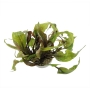 Cryptocoryne cordata