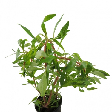 Ludwigia inclinata verticillata Cuba