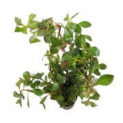 Ludwigia palustris green