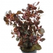 Ludwigia repens rubin