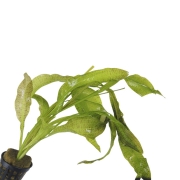 Ottelia ulvifolia