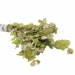 Rotala macrandra 'Green'