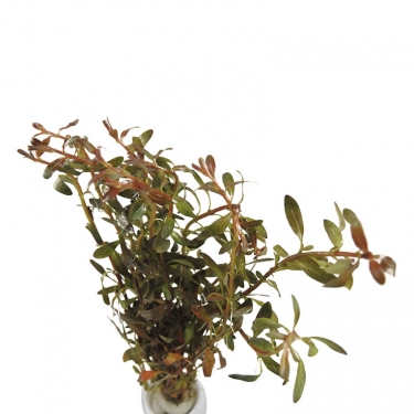 Rotala rotundifolia 'Orange Juice'