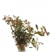 Rotala rotundifolia 'Orange Juice'