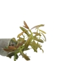 Rotala sp. 'Sunset'