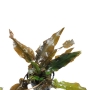 Cryptocoryne blassii