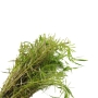 Rotala wallichi 'Long Leaf'