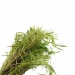 Rotala wallichi 'Long Leaf'