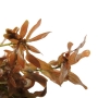 Ludwigia inclinata