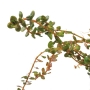 Rotala rotundifolia