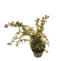 Rotala rotundifolia