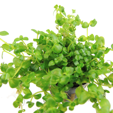 Bacopa australis