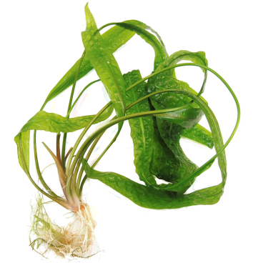 Cryptocoryne aponogetifolia