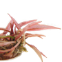 Cryptocoryne sp. Flamingo