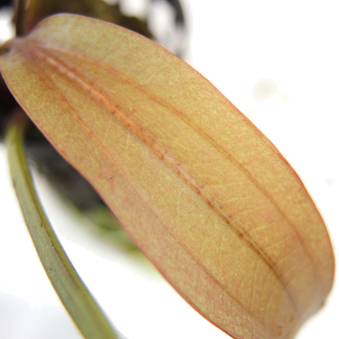 Echinodorus Red Wild Grass