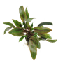 Cryptocoryne wendtii 'Mi Oya'