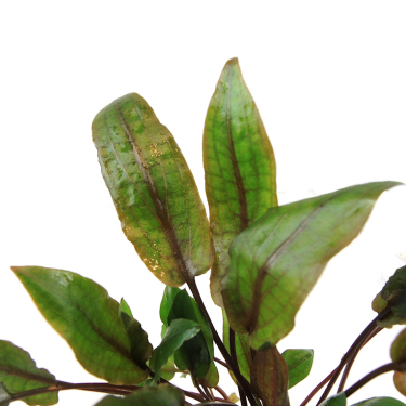 Cryptocoryne wendtii 'Mi Oya'