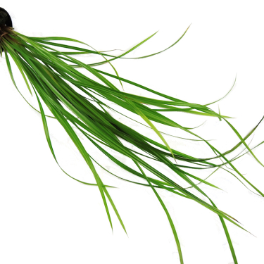 Cyperus helferi