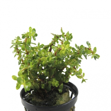 Rotala indica