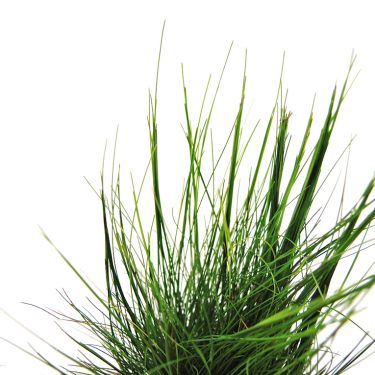 Eleocharis acicularis