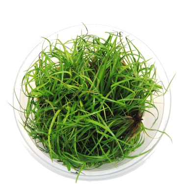 Juncus repens