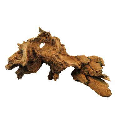 oak root