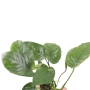 Anubias barteri var. barteri