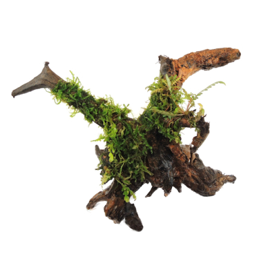 Hygrophila pinnatifida with moss