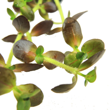 Bacopa salzmannii "Purple"