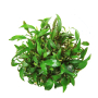 Cryptocoryne lutea 'Hobbit'