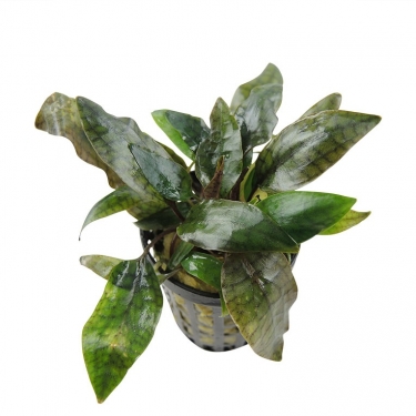 Cryptocoryne purpurea