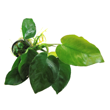 Anubias barteri var. barteri