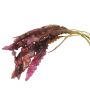 Aponogeton crispus red