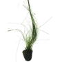 Eleocharis vivipara