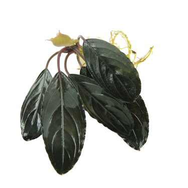 Bucephalandra kishii "Dark"