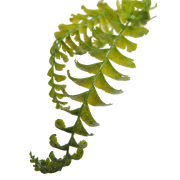 Hymenasplenium obscurum