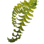 Hymenasplenium obscurum