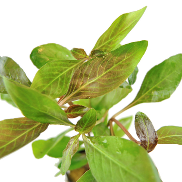 Hygrophila sp. rot-grün