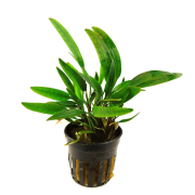 Cryptocoryne nevillii