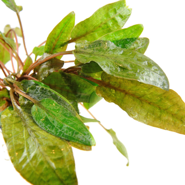 Cryptocoryne indonesii