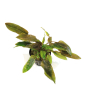 Cryptocoryne indonesii