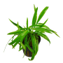 Cryptocoryne albida / costata