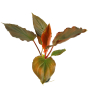 Homalomena sp. red