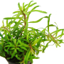 Pogostemon quadrifolius