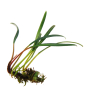 Aridarum sp. Dafeng