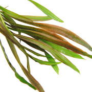 Cryptocoryne spiralis Red