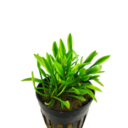 Cryptocoryne parva