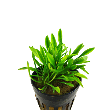 Cryptocoryne parva
