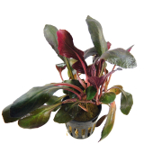 Lobelia cardinalis
